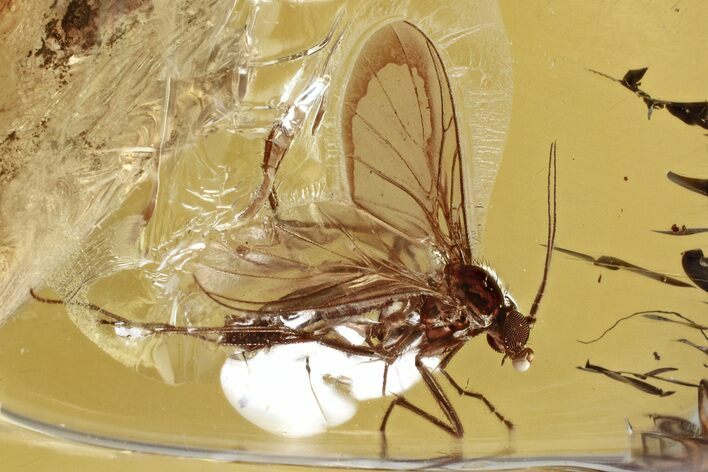 Detailed Fossil Fungus Gnat (Mycetophilidae) In Baltic Amber #346660